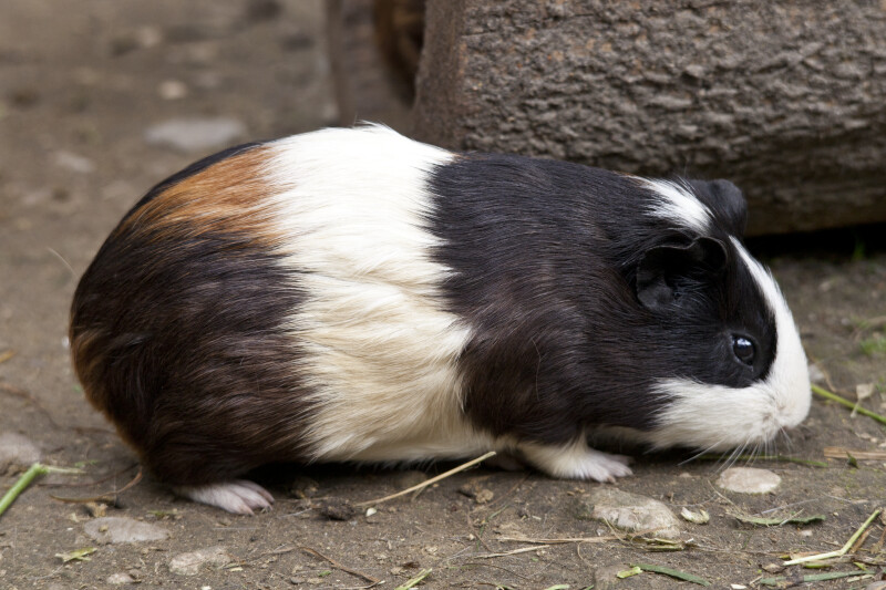 Right Side of Guinea Pig