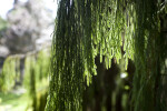 Rimu Leaves