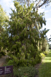 Rimu Tree