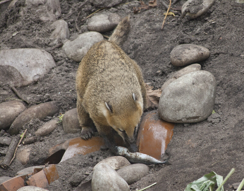 Ring-Tailed Coati Digging in Dirt at the Artis Royal Zoo