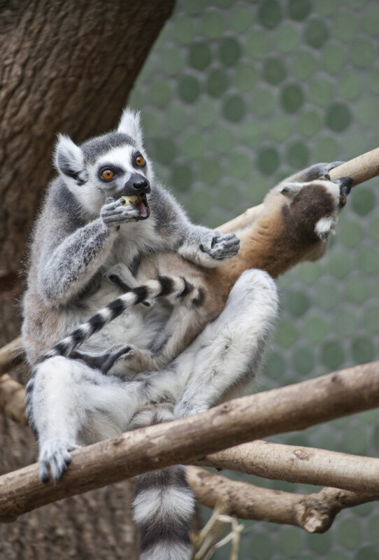 Ring-Tailed Lemur Consuming Apple