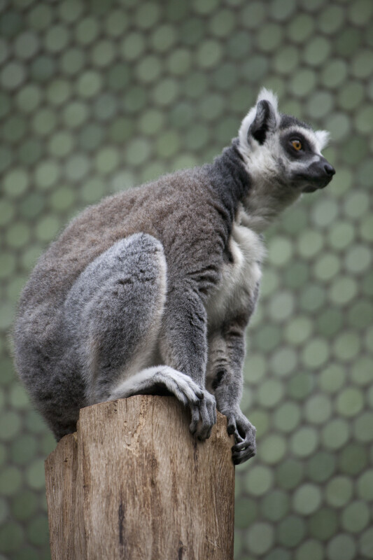 Ring-Tailed Lemur Crouching
