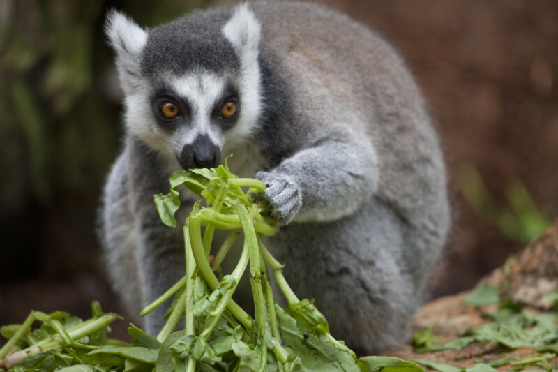 Ring-Tailed Lemur Eating Vegetation