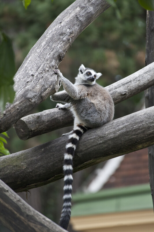 Ring-Tailed Lemur Resting