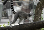 Ring-Tailed Lemur Walking