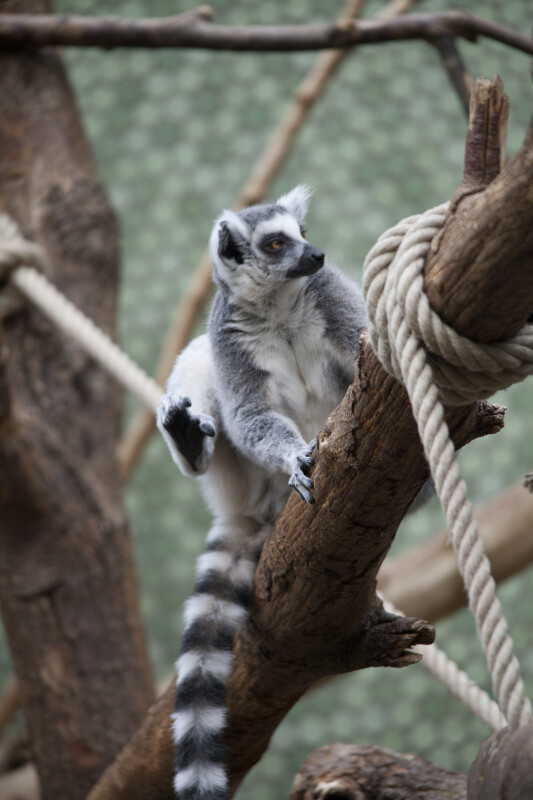 Ring-Tailed Lemur with Hind Leg Raised