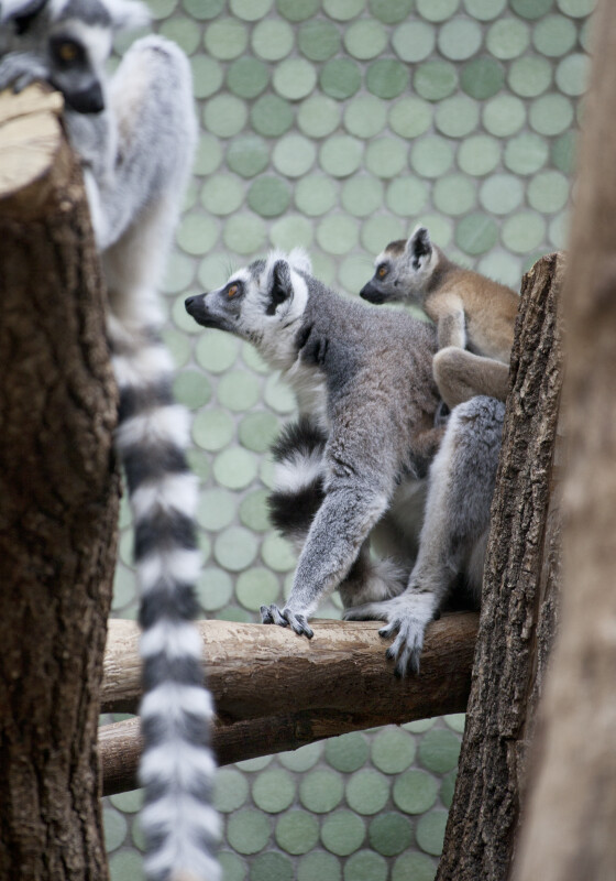 Ring-Tailed Lemurs Side View
