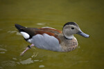 Ringed Teal