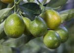 Ripening Meiwa Kumquat