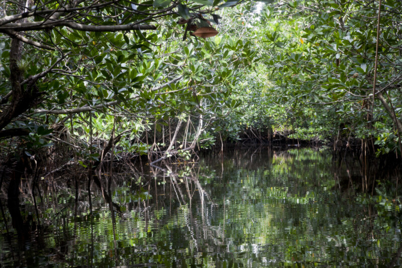Ripples on Water and Mangroves at Halfway Creek in Everglades National Park