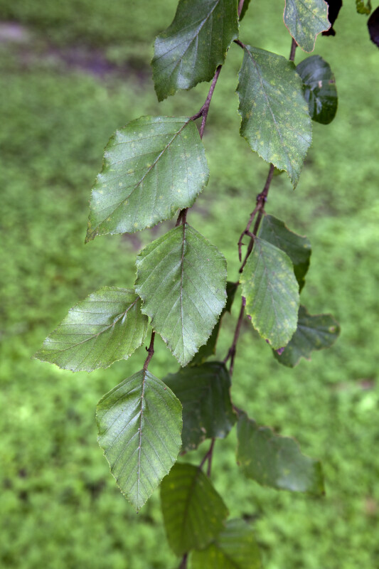 River Birch Leaves with Serrated Margins