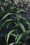 River Oats Stalk