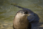 River Otter Squinting