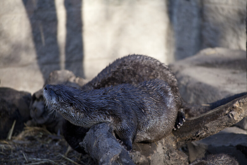 River Otter Stretching