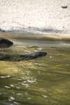 River Otter Swimming