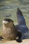 River Otter with Eyes Shut