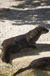 River Otter