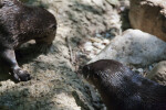 River Otters