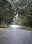 Road with Oak Trees on Either Side