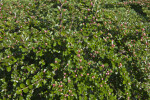 Rock Cotoneaster Leaves and Flower Buds