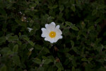 Rock Rose Flower