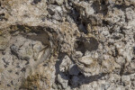 Rock Specimen at Biscayne National Park