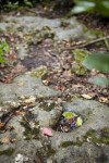 Rock with Small Hole that is Holding Water and Leaves