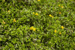 Rockland Shrub Verbena