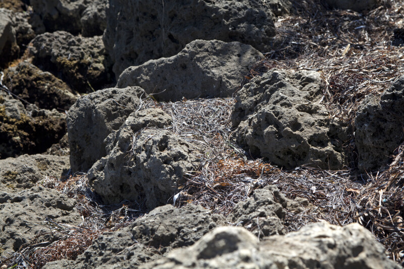 Rocks at Biscayne National Park