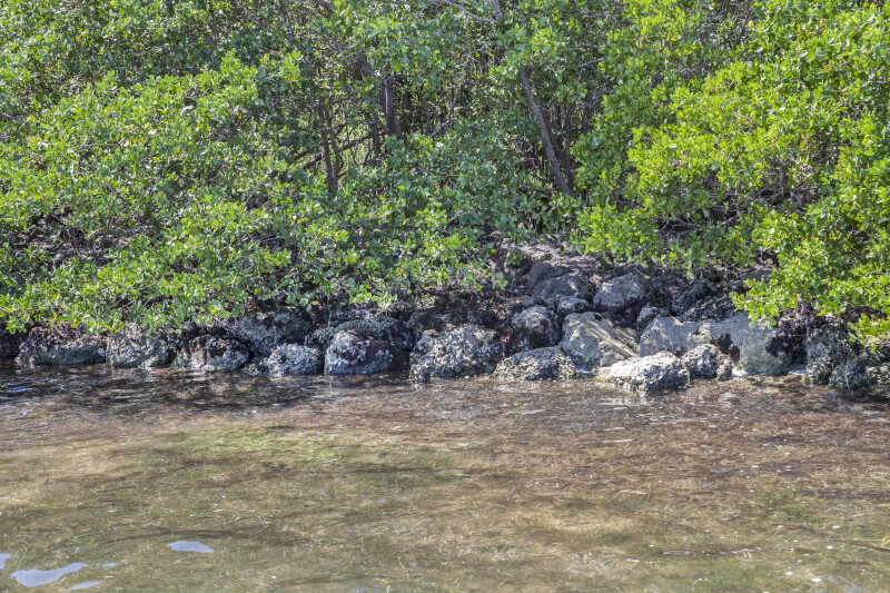 Rocks, Trees, and Water at Biscayne National Park