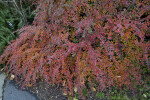 Rockspray Cotoneaster