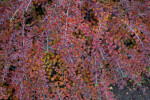 Rockspray Cotoneaster Branches