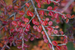 Rockspray Cotoneaster Red Leaves