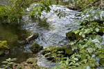 Rocky Bank of the Hillsborough River