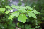 Rocky Mountain Maple Leaves