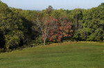 Rolling Grass Hill and Tree at Boyce Park