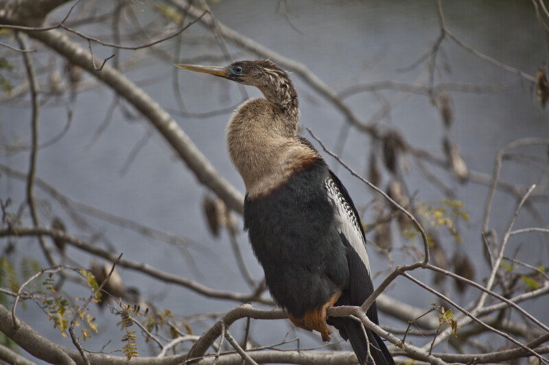 Roosting Anhinga near Oasis Visitor Center at Big Cypress National Preserve