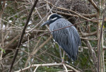 Roosting Yellow Crowned Night Heron