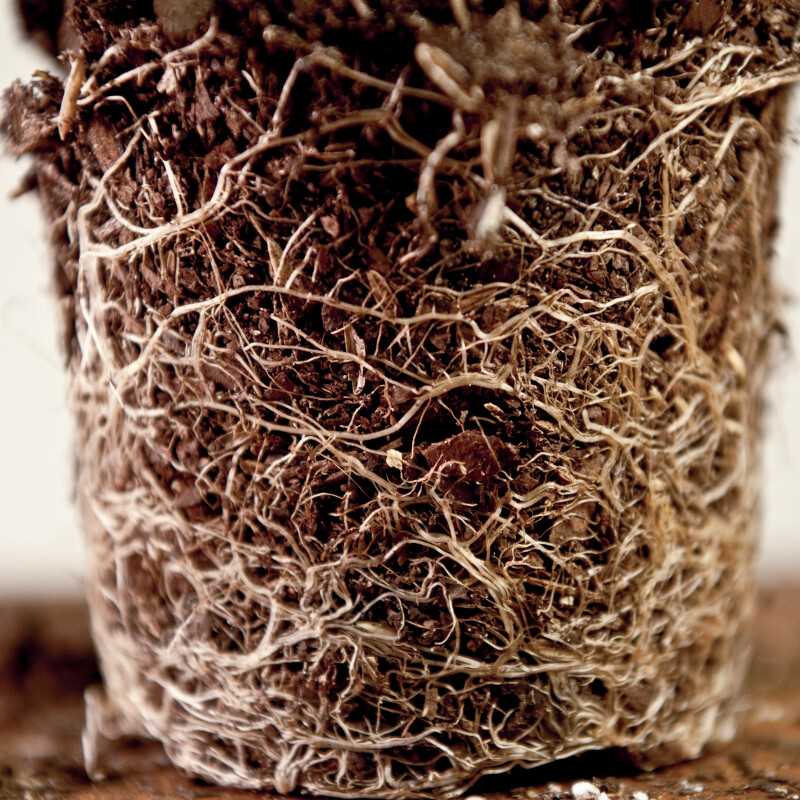 Root Bound Coleus