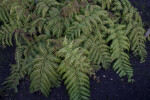 Rooting Chain Fern