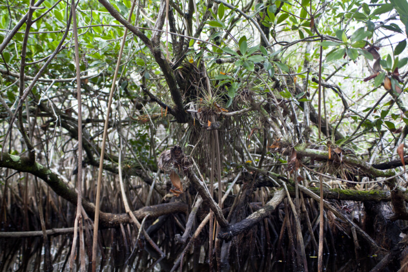 Roots and Branches of a Mangrove