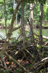 Roots and Yellow-Crowned Night Heron