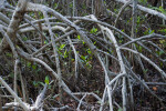 Roots and Young Mangroves