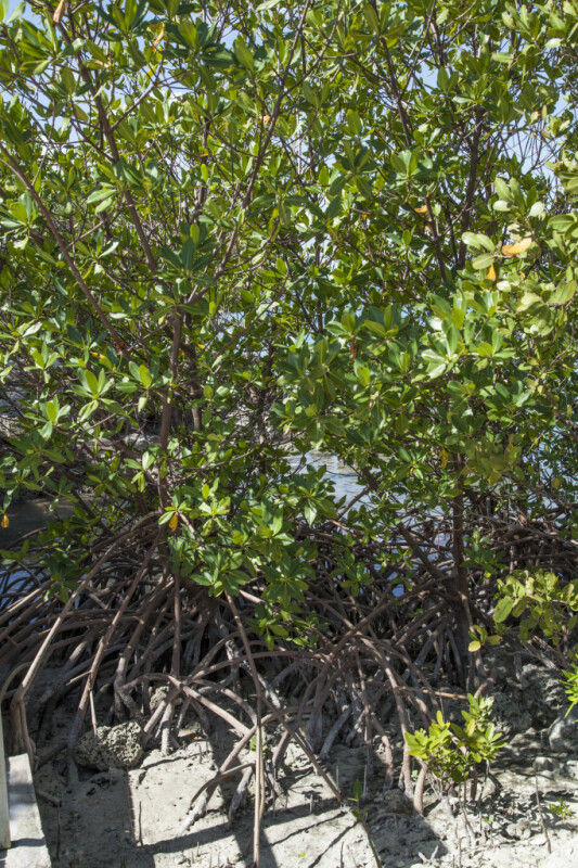 Roots, Branches, and Leaves of a Red Mangrove