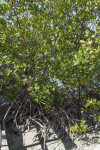 Roots, Branches, and Leaves of a Red Mangrove