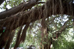 Roots Hanging from Tree Branch