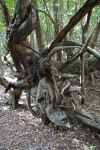 Roots of a Fallen Tree