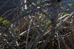 Roots of a Mangrove at the Big Cypress National Preserve