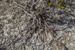 Roots of a Mangrove Tree at Biscayne National Park