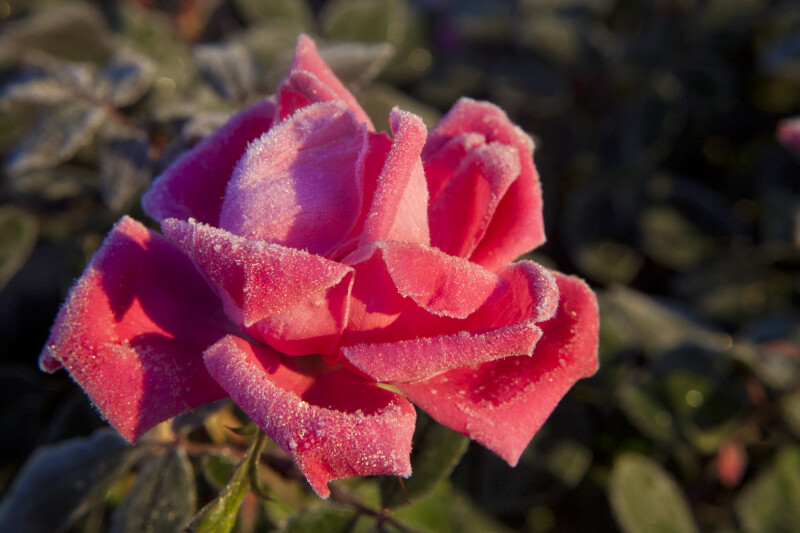 Rose Flower with Pink, Curled Petals Lightly Covered in Frost
